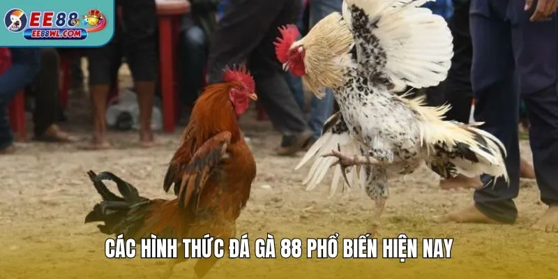 Các hình thức đá gà 88 phổ biến hiện nay