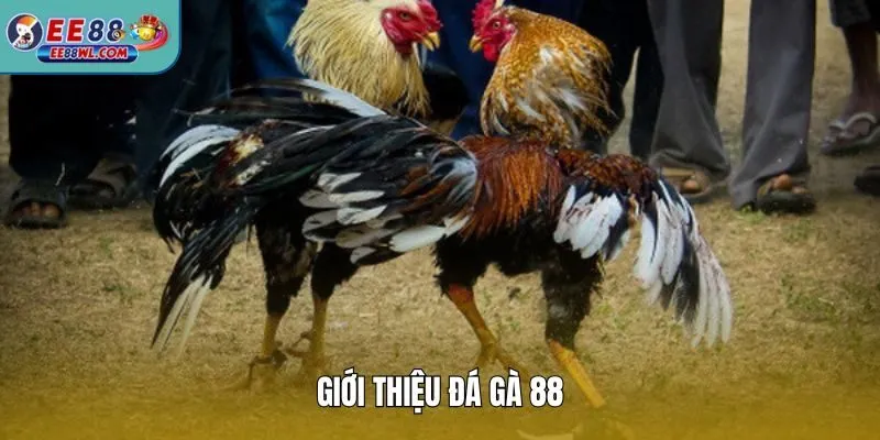 Giới thiệu đá gà 88