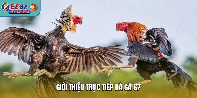 Giới thiệu trực tiếp đá gà 67