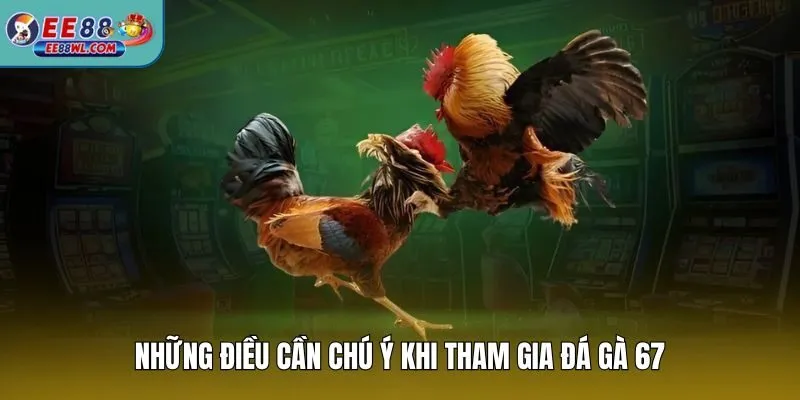 Những điều cần chú ý khi tham gia đá gà 67
