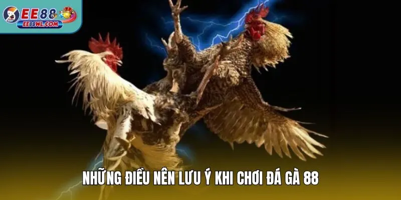Những điều nên lưu ý khi chơi đá gà 88