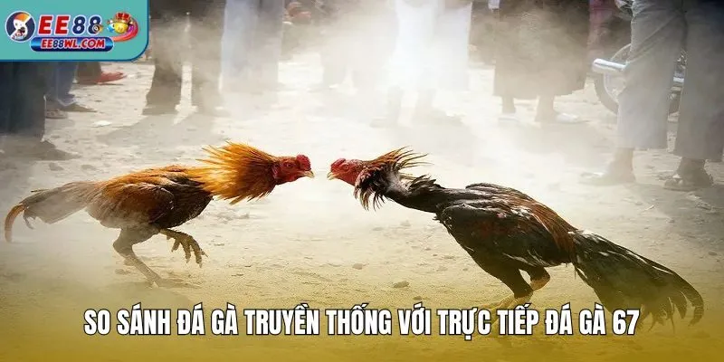 So sánh đá gà truyền thống với trực tiếp đá gà 67