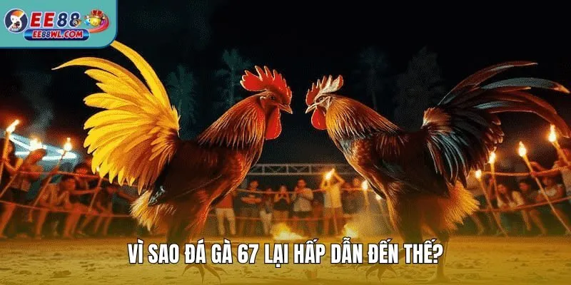 Vì sao đá gà 67 lại hấp dẫn đến thế?